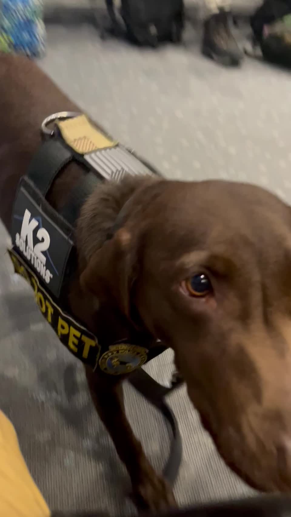 Canine partner ready for a training walk